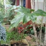 Alocasia nycteris Blatt