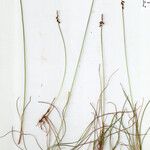 Carex pulicaris Övriga