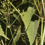 Spananthe paniculata Habitus