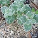 Origanum dictamnus Leaf