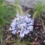 Allium caeruleum Blomma