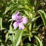 Dyschoriste linearis Flower