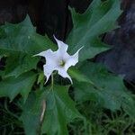 Datura stramoniumKvet