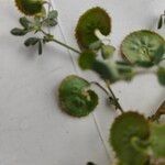 Medicago radiata Mbuma