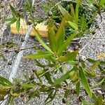 Leptospermum petersonii ᱥᱟᱠᱟᱢ