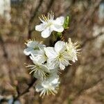 Prunus × cerea Ehrh.Flower