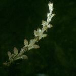Prescottia stachyodes Fruto