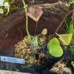 Utricularia humboldtii 整株植物
