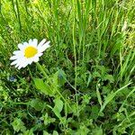 Leucanthemum ircutianum Hábito