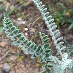 Astragalus arequipensis Feuille