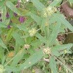 Croton glandulosus Blatt