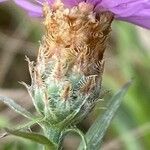 Centaurea jacea फूल