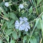 Silene noctiflora Flower