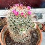 Mammillaria bombycina ᱵᱟᱦᱟ