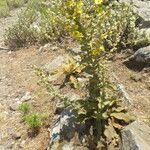 Verbascum undulatum Habit