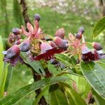 Rhododendron genestierianum