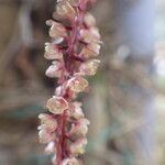 Rhipidoglossum rutilum Flower