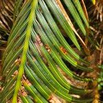 Cycas circinalis Leaf