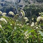 Sanguisorba dodecandra 花