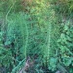 Equisetum telmateia Hoja