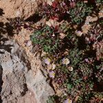 Frankenia pulverulenta Hábito