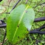 Cryptostegia grandiflora Leaf