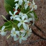 Holarrhena pubescens Flower