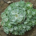 Filago tyrrhenica 花