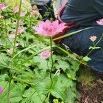 Astrantia maxima Flower