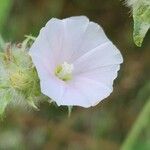 Convolvulus glomeratus Flower
