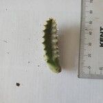 Huernia penzigii 葉