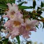 × Chitalpa tashkentensis Květ