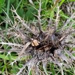 Carlina acaulis Folha