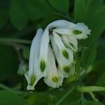 Pseudofumaria alba Цвят