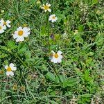 Bidens alba Natur