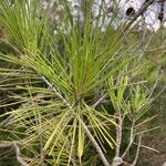 Pinus halepensis Feuille