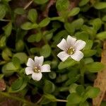 Bacopa monnieri Flower