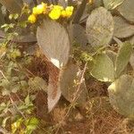 Opuntia robusta പുഷ്പം