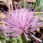 Cirsium acauleFlower