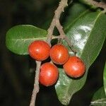 Huberantha nitidissima Fruit