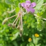 Erodium laciniatum Blomst