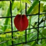 Abutilon megapotamicum 花