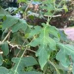 Montanoa bipinnatifida Leaf