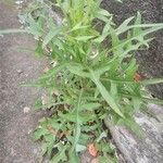 Lactuca canadensis Foglia