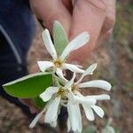 Amelanchier utahensis Floare