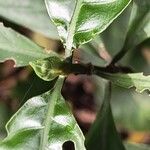 Psychotria carthagenensis Otro