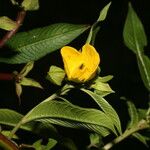 Ludwigia octovalvis 花