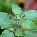 Solanum villosum Leaf