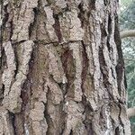 Pinus radiata Bark