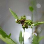 Melochia corchorifolia 花